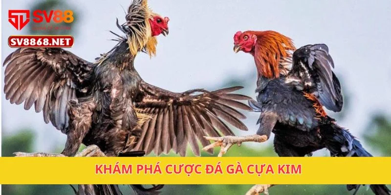 Khám phá cược đá gà cựa kim
