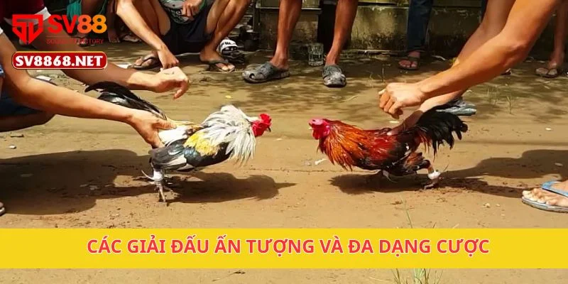 Các giải đấu ấn tượng và đa dạng cược
