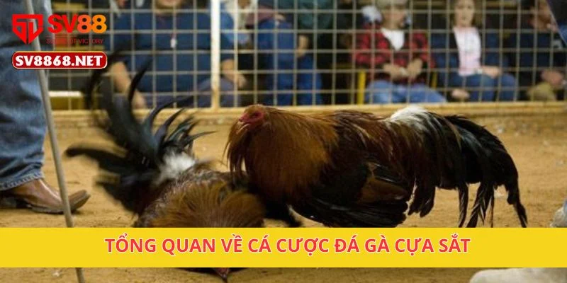 Tổng quan về cá cược đá gà cựa sắt