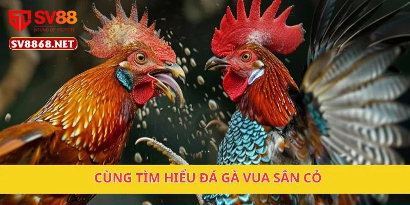 Cùng tìm hiểu đá gà vua sân cỏ