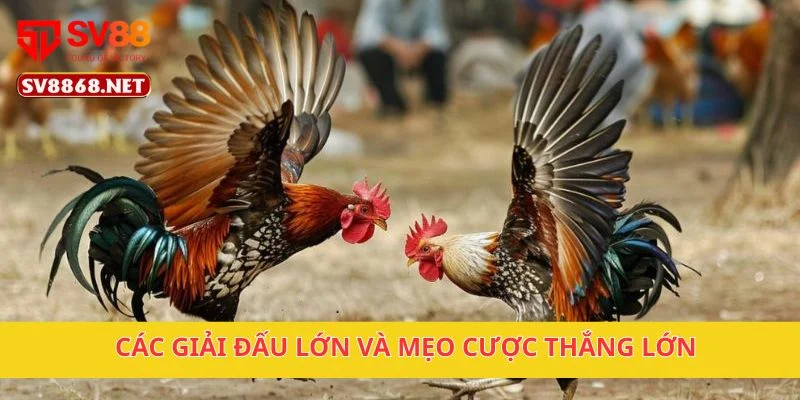 Các giải đấu lớn và mẹo cược thắng lớn