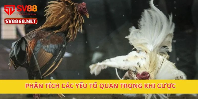 Phân tích các yếu tố quan trọng khi cược