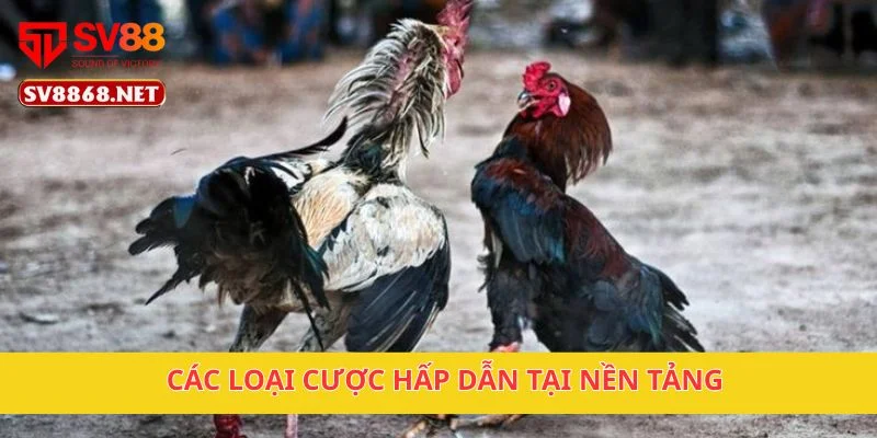Các loại cược hấp dẫn tại nền tảng