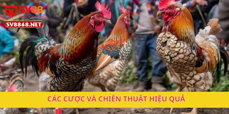 Các cược và chiến thuật hiệu quả