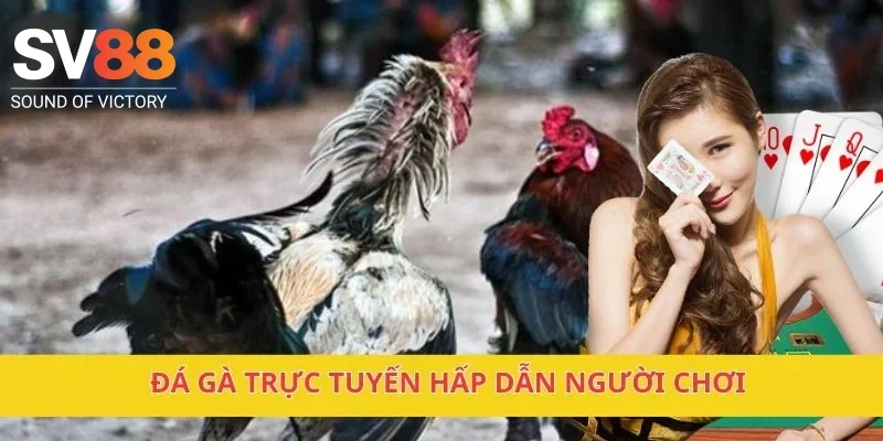 Đá gà trực tuyến hấp dẫn người chơi